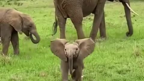 Baby elephant🐘