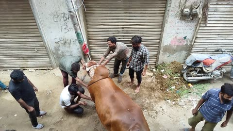 Qurbani