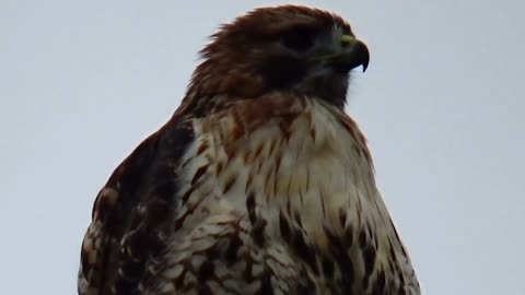 Red-tailed hawk