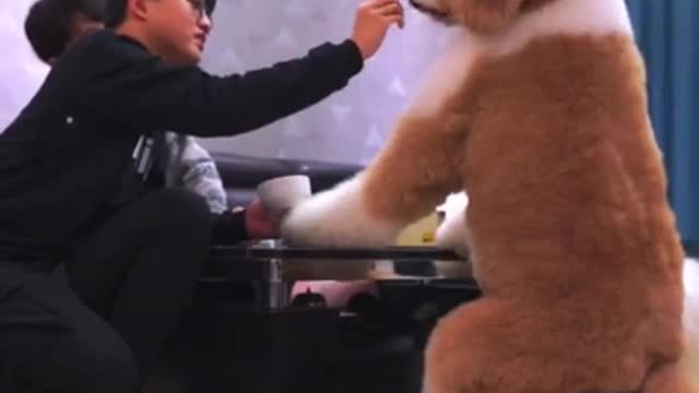 Funny Animals Video #4Gigantic Fluffy Poodle Dogs Love Being Carried Everywhere 😍Funny🐩