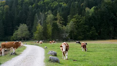 Cow in field
