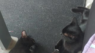 Roo Roo and Cocoa