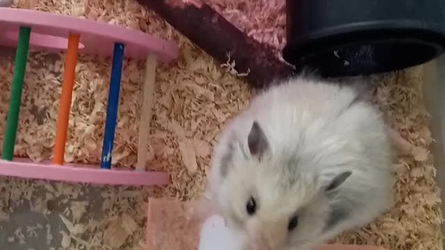 Hamster pudding passes