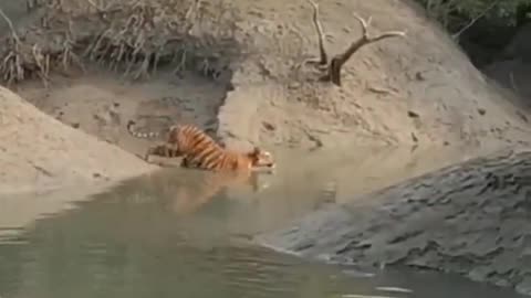 The Bengal Tiger