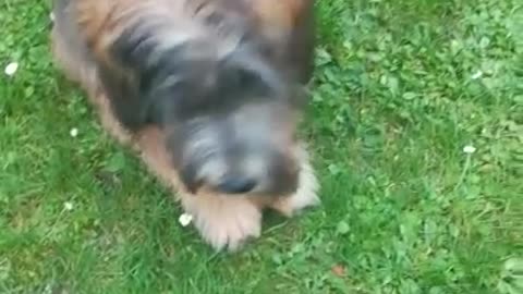 Dog get chased and tossing bone around