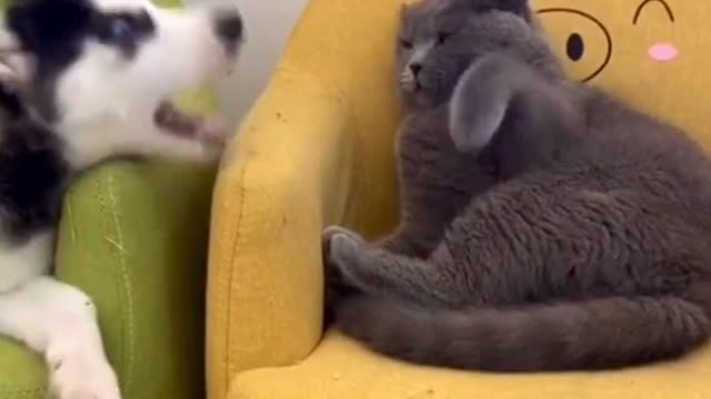 Best Funny Animal Videos Of The 2022 for Good Laugh Funniest Animal Reaction