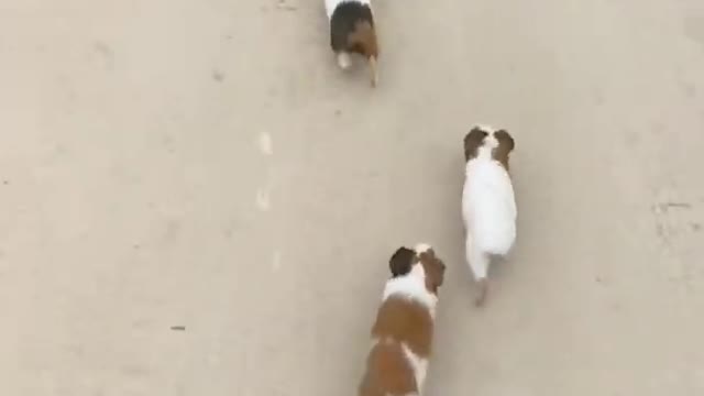 Rat and Dog Race