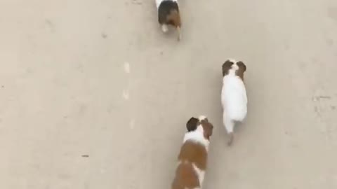 Rat and Dog Race