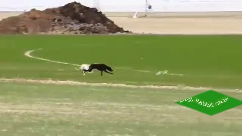 A dog chasing rabbit