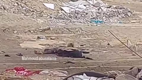 Dogs are eating up the bodies of martyrs in the streets of northern Gaza
