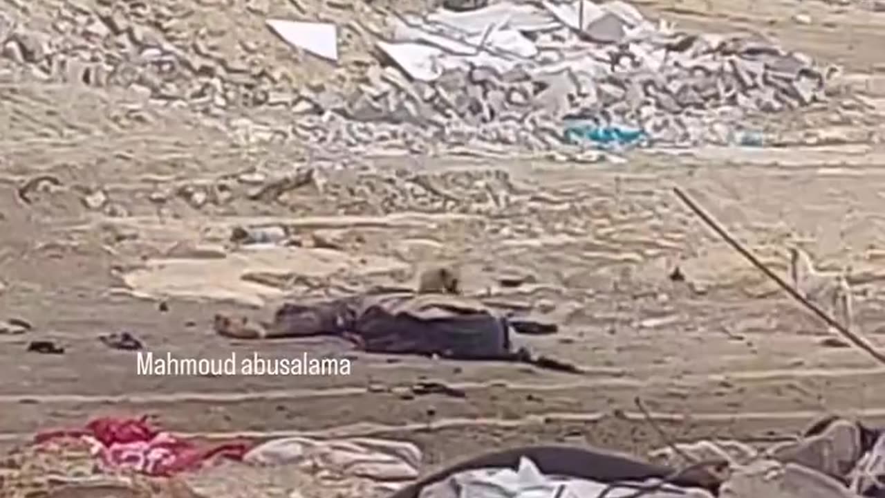 Dogs are eating up the bodies of martyrs in the streets of northern Gaza