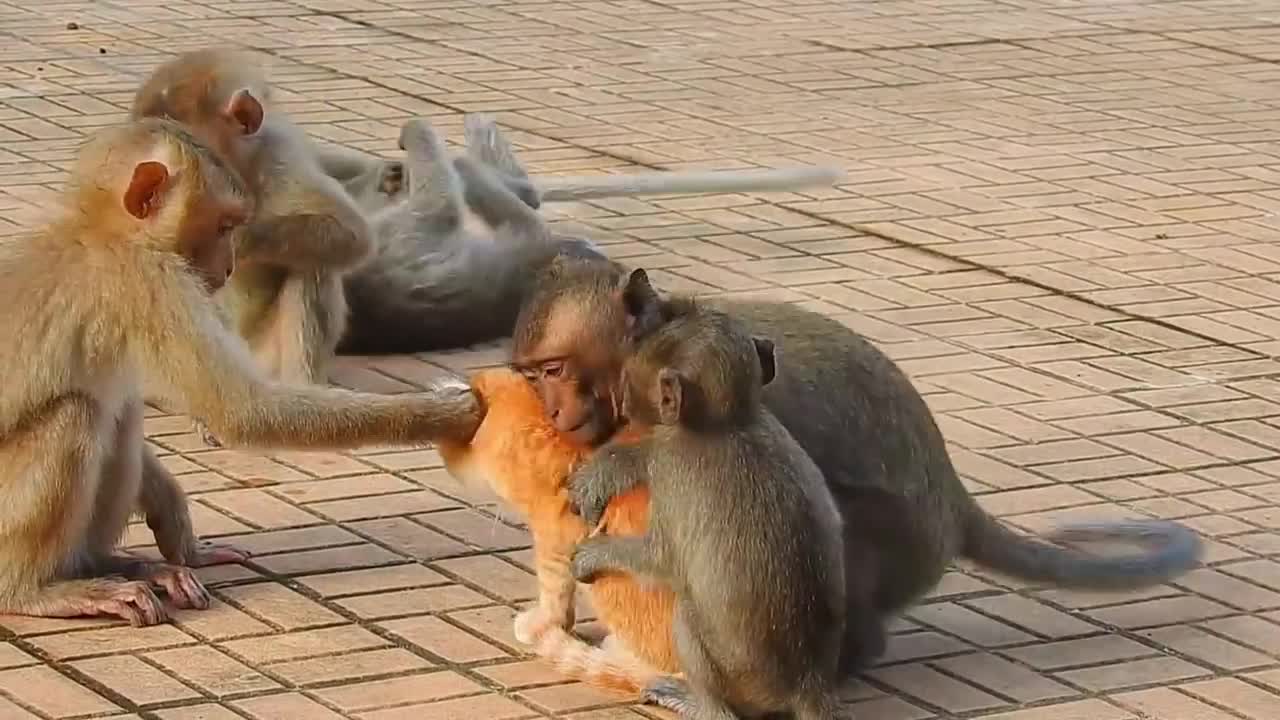 Dog vs Monkey