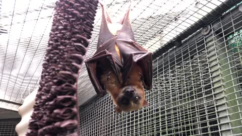 Sunshine the Bat Plays Hide and Seek