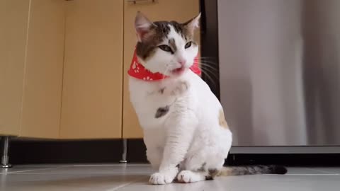 Funny cat video