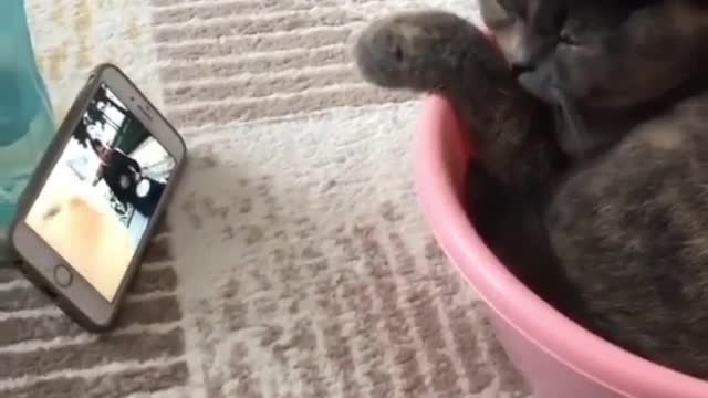 Cat funny video part-20
