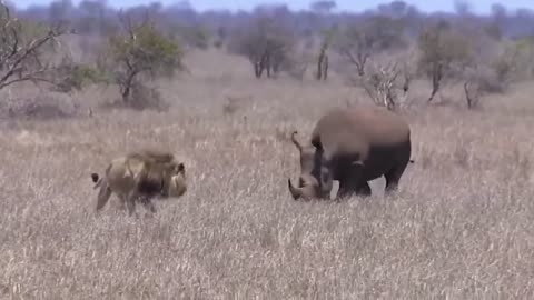 Rhino chases lions