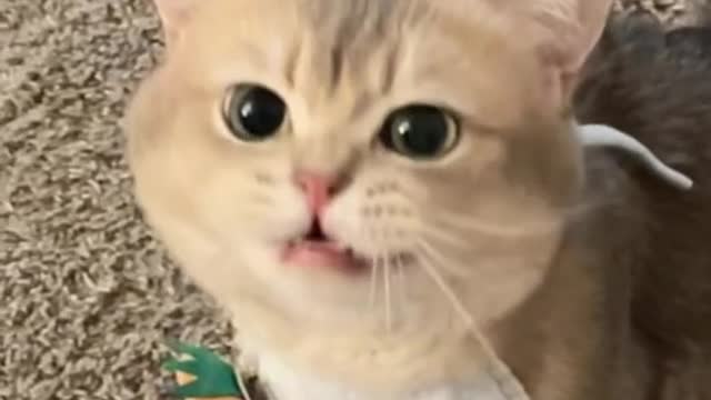Cat cute 🐱