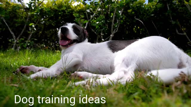 Dogs training ideas