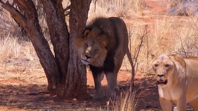 The King of the jungle Scratch his back on a tree with the company of others