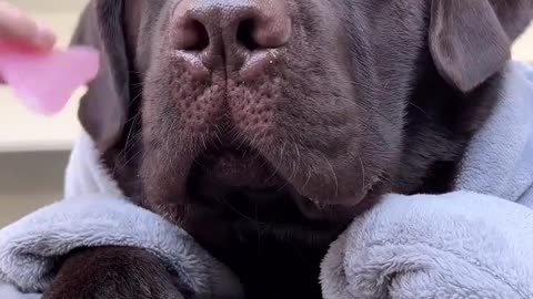 Cute Dog Video