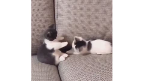 Funny kitten and cats