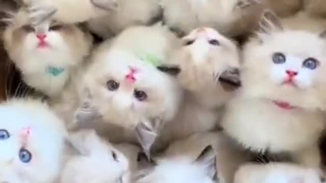 aww !! these kittens are so cute❤️😻