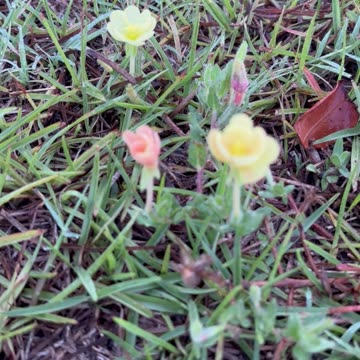 Miniature flowers