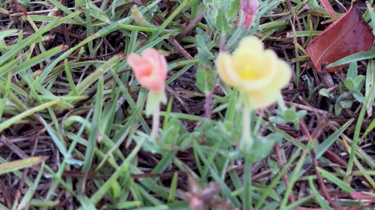 Miniature flowers