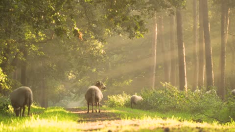 Beauttiful view with Animals