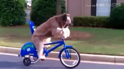 Funny Animals #funnyanimals #animals #funny #cuteanimals #funnyvideos #cute #funnymemes #animal #memes #funnydogs #cats #pets #funnycats #wildlife #cat #animallover #dog #animalsofinstagram #nature #animallovers #dogs #dogsofinstagram #funnypets #love #in