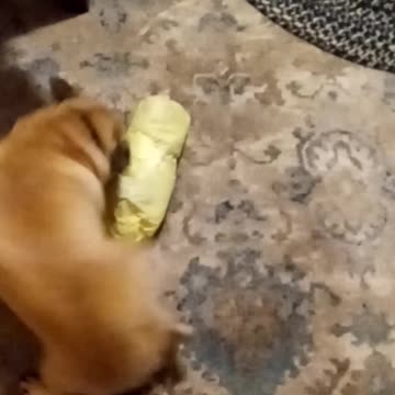 Pedro's Christmas Present