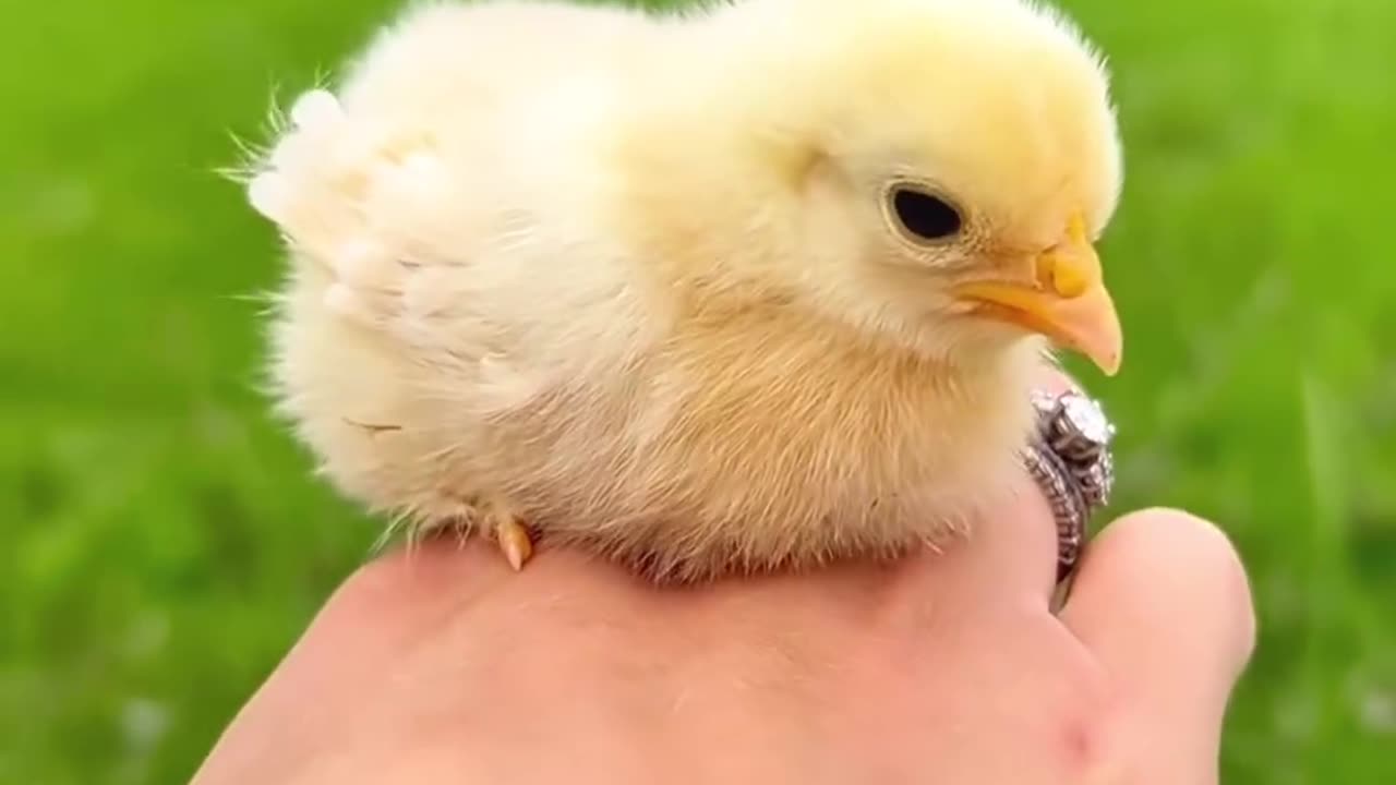 She rescued a baby chicken and gave it home