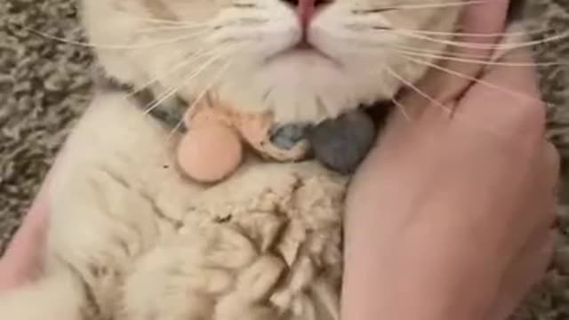 a cute cat😍funny cat baby laughing😺 #cute_cat #cat_baby #baby_cat