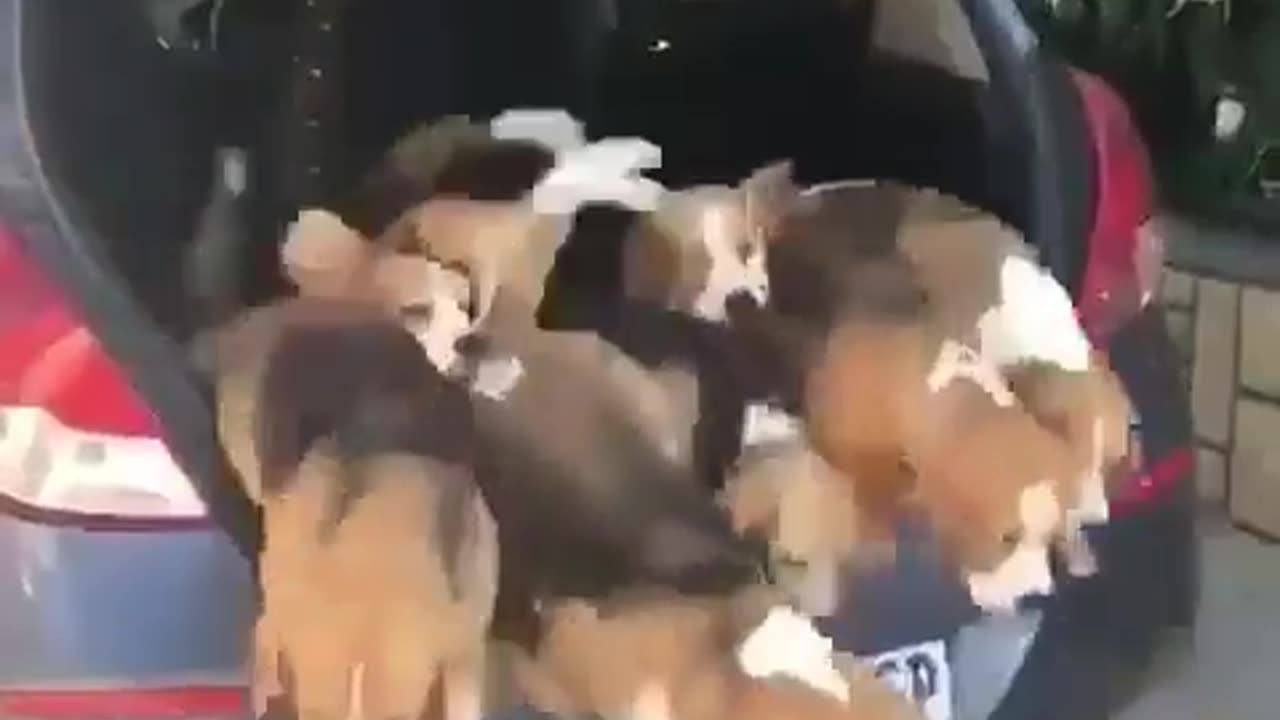 Dogs in car