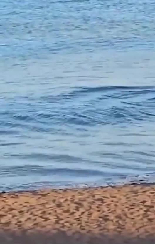 Terrifying moment SHARK swims at speed towards Gran Canaria shore