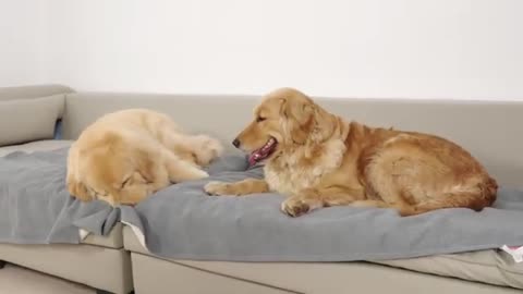 Dog Mom Teaches Adult Golden Retriever Son To Stay Calm