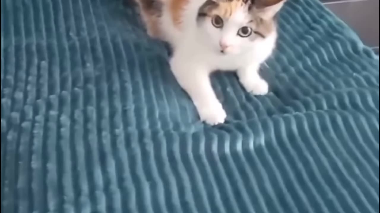 Funny Cats