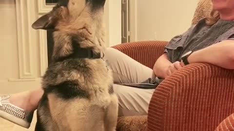 funny Emotional dog