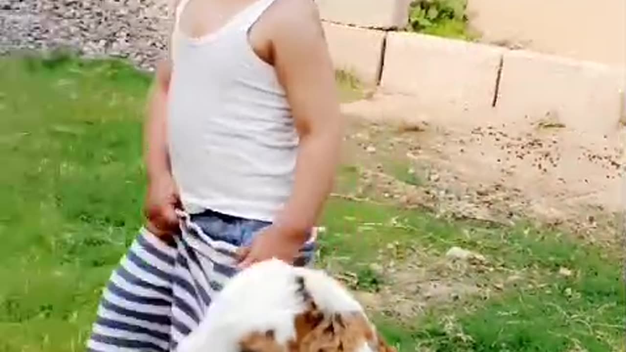 Zohan Mir Playing With Goat In Grandparents Village - Hot Weather