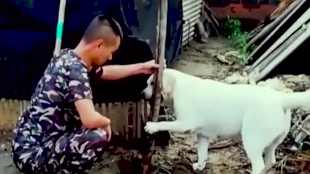 Smartest labrador dog ever ❤