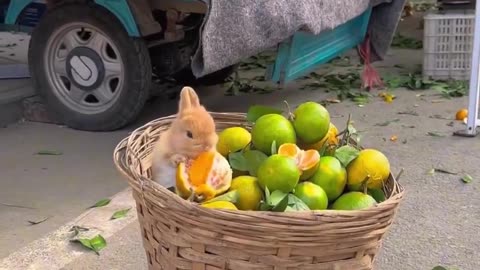 Baby Rabbit Paradise