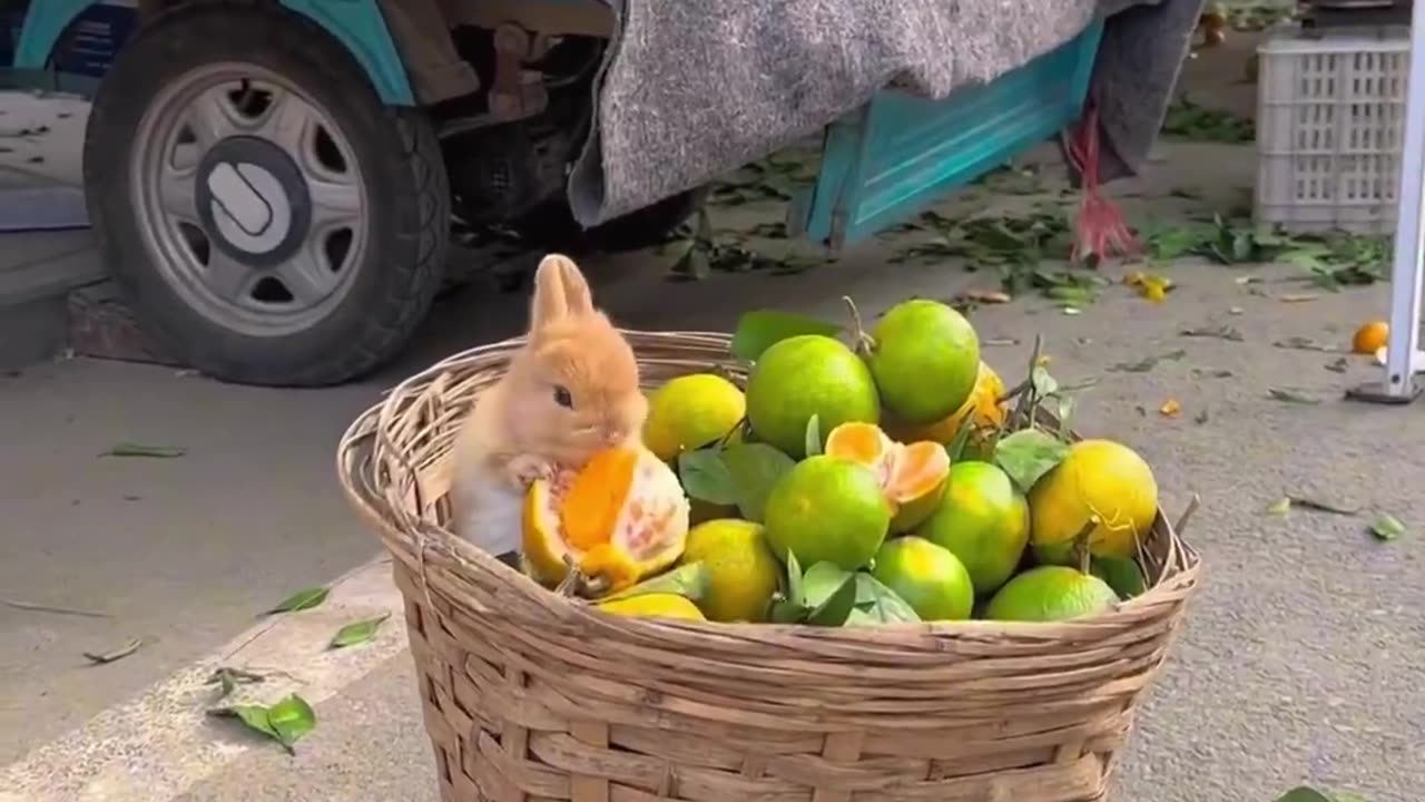 Baby Rabbit Paradise