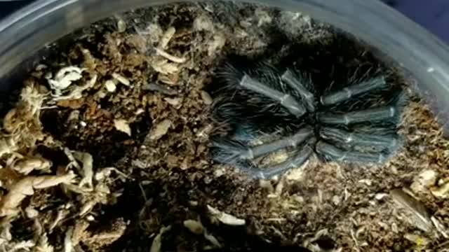 Phormictopus Sp. Green "Gold Carapace" Molt Hyperlapse #2