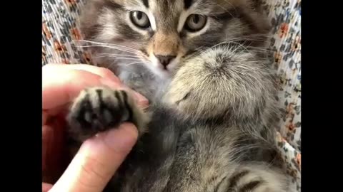 Cutest Cats Compilation