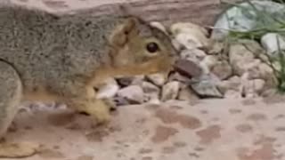 Dizzy Squirrel