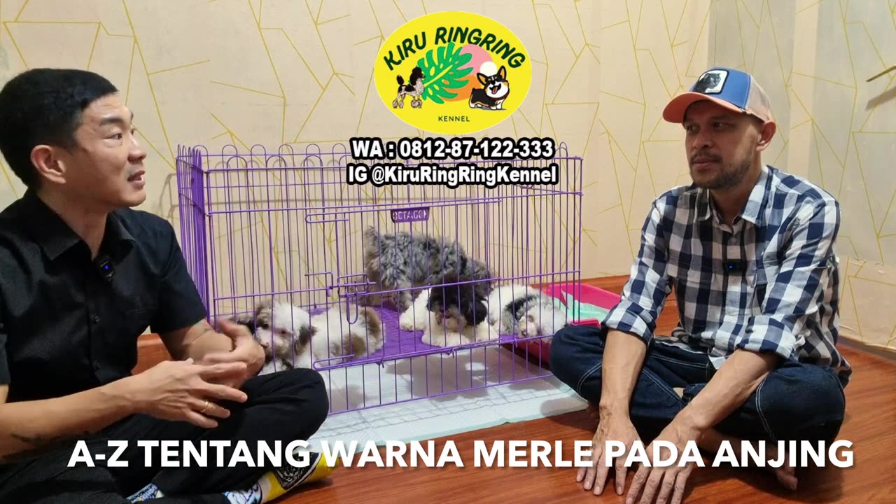 A To Z Masalah Anjing Warna Merle - Calon Pemilik WAJIB Tahu