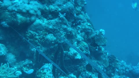 This Trumpet Fish Is Unlike Any Other Fish - No Sound