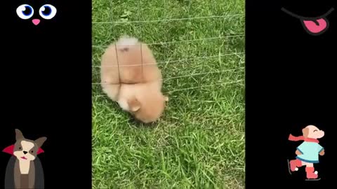 Compilation of funny videos Animals