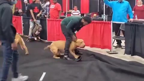 XL Bully dog attacƙs Judge at dog show