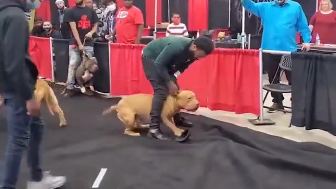 XL Bully dog attacƙs Judge at dog show